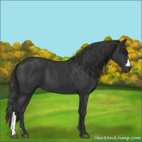 Horse Color:Black 