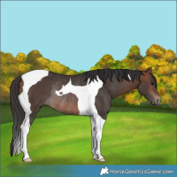 Horse Color:Brown Tobiano Rabicano