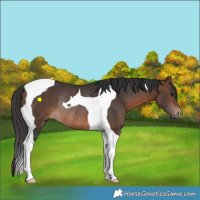 Horse Color:Brown Tobiano Rabicano 