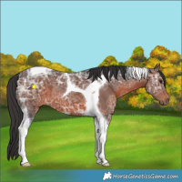 Horse Color:Brown Ice Tobiano 