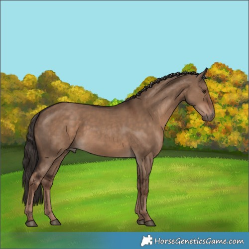 Horse Color:Liver Red Dun Rabicano 