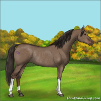 Horse Color:Liver Red Dun Rabicano 