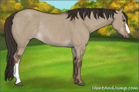 Horse Color:Liver Red Dun Rabicano 
