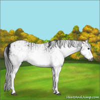 Horse Color:Gray White Spotted Black  and Gray White Spotted Black 