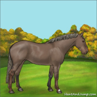 Horse Color:Liver Red Dun Rabicano 