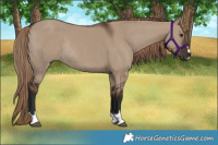 Horse Color:Liver Red Dun Rabicano 