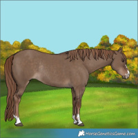 Horse Color:Liver Red Dun Rabicano 