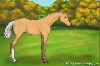 Horse Color:Silver Buckskin 