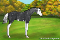Horse Color:Black Splash 
