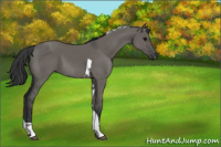 Horse Color:Grullo Tobiano 