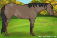 Horse Color:Liver Red Dun Rabicano 