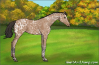 Horse Color:Bay Ice 