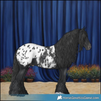 Horse Color:Black Appaloosa 
