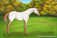 Horse Color:Red Dun Appaloosa 
