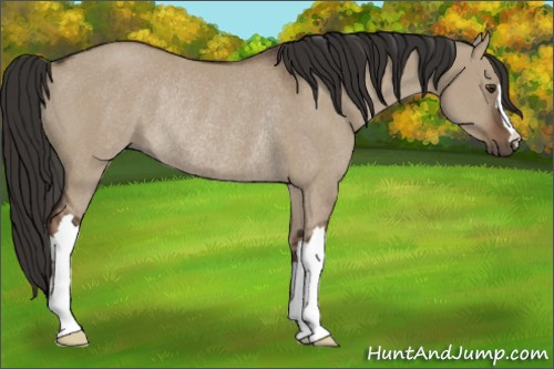 Horse Color:Liver Red Dun Rabicano 