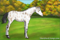 Horse Color:Brown Dun Sabino Rabicano 