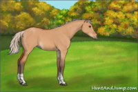 Horse Color:Silver Bay Dun Tobiano 