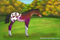 Horse Color:Brown Tobiano Appaloosa 