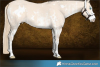 Horse Color:White Spotted Perlino 