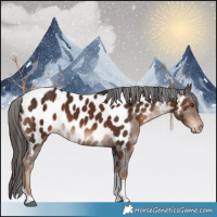 Horse Color:Liver Chestnut Tobiano Appaloosa 