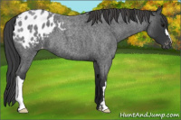 Horse Color:Blue Roan Appaloosa 