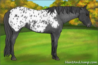 Horse Color:Blue Roan Appaloosa 