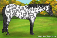 Horse Color:Blue Roan Near Leopard 