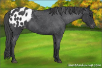 Horse Color:Blue Roan Appaloosa 
