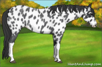 Horse Color:Blue Roan Appaloosa 
