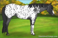 Horse Color:Blue Roan Appaloosa 