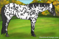 Horse Color:Blue Roan Near Leopard 