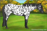 Horse Color:Blue Roan Near Leopard 