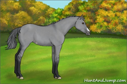 Horse Color:Grullo Chinchilla Appaloosa 