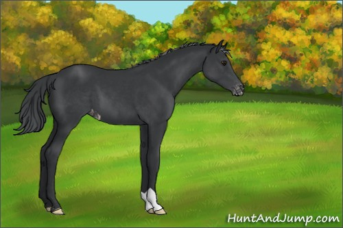 Horse Color:Black Chinchilla Appaloosa 