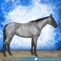 Horse Color:Blue Roan 