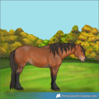 Horse Color:Bay 