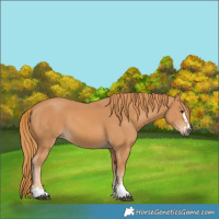 Horse Color:Chestnut 