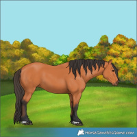 Horse Color:Bay 