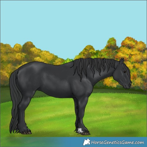 Horse Color:Black 