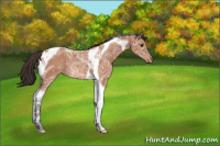 Horse Color:Buckskin Ice Tobiano 