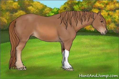 Horse Color:Chestnut 