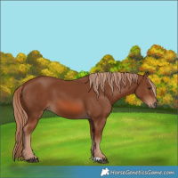 Horse Color:Chestnut 