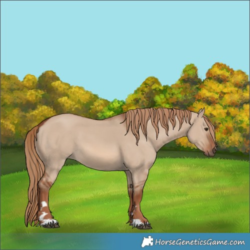 Horse Color:Red Dun 