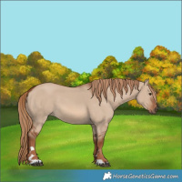 Horse Color:Red Dun
