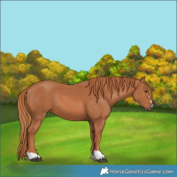 Horse Color:Chestnut 