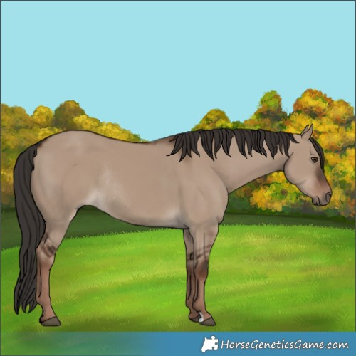 Horse Color:Liver Red Dun Rabicano 