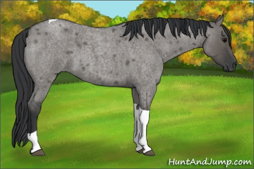 Horse Color:Unknown 