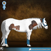Horse Color:Brown Splash Tobiano Rabicano 