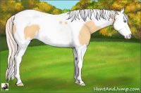 Horse Color:Silver Sable Cream Champagne Dun Splash Tobiano Appaloosa 