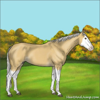 Horse Color:Silver Buckskin Roan Splash 